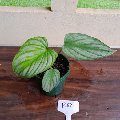 #R67 Philodendron Silver Cloud