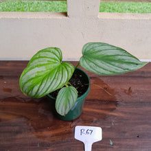 Load image into Gallery viewer, #R67 Philodendron Silver Cloud