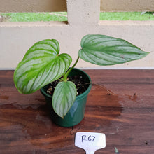 Load image into Gallery viewer, #R67 Philodendron Silver Cloud