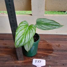 Load image into Gallery viewer, #R67 Philodendron Silver Cloud