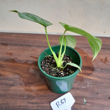 Load image into Gallery viewer, #R67 Philodendron Silver Cloud