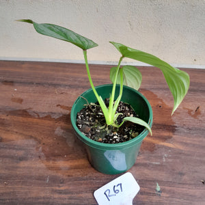 #R67 Philodendron Silver Cloud