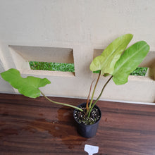 Load image into Gallery viewer, #D31 Philodendron Whipple Way