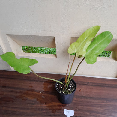 #D31 Philodendron Whipple Way