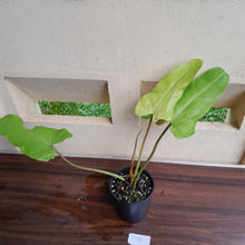 Load image into Gallery viewer, #D31 Philodendron Whipple Way