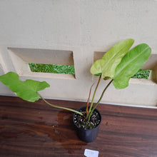 Load image into Gallery viewer, #D31 Philodendron Whipple Way