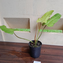 Load image into Gallery viewer, #D31 Philodendron Whipple Way