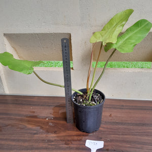 #D31 Philodendron Whipple Way