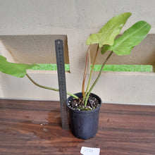 Load image into Gallery viewer, #D31 Philodendron Whipple Way