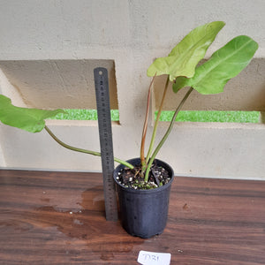 #D31 Philodendron Whipple Way