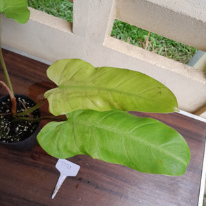 #D31 Philodendron Whipple Way