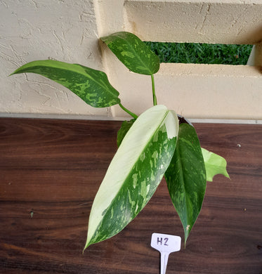 #H2 Philodendron Jose Buono