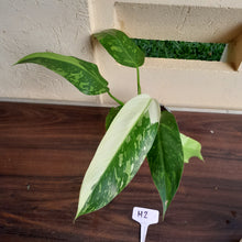 Load image into Gallery viewer, #H2 Philodendron Jose Buono