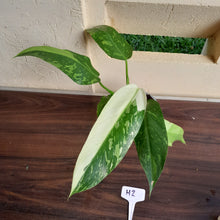 Load image into Gallery viewer, #H2 Philodendron Jose Buono