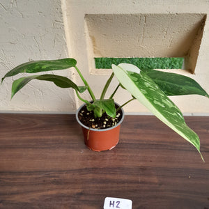 #H2 Philodendron Jose Buono