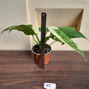 #H2 Philodendron Jose Buono