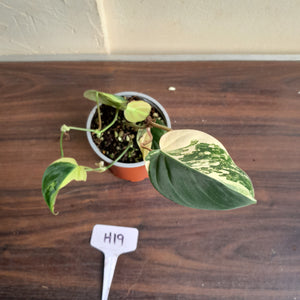 #H19 Variegated Philodendron Micans