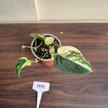 Load image into Gallery viewer, #H19 Variegated Philodendron Micans