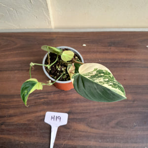 #H19 Variegated Philodendron Micans