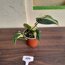 Load image into Gallery viewer, #H19 Variegated Philodendron Micans