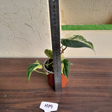 Load image into Gallery viewer, #H19 Variegated Philodendron Micans