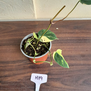 #H19 Variegated Philodendron Micans