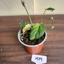 Load image into Gallery viewer, #H19 Variegated Philodendron Micans