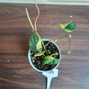 #H19 Variegated Philodendron Micans