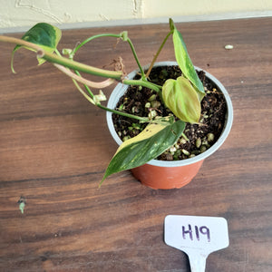 #H19 Variegated Philodendron Micans