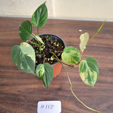 Load image into Gallery viewer, #H118 Variegated Philodendron Micans