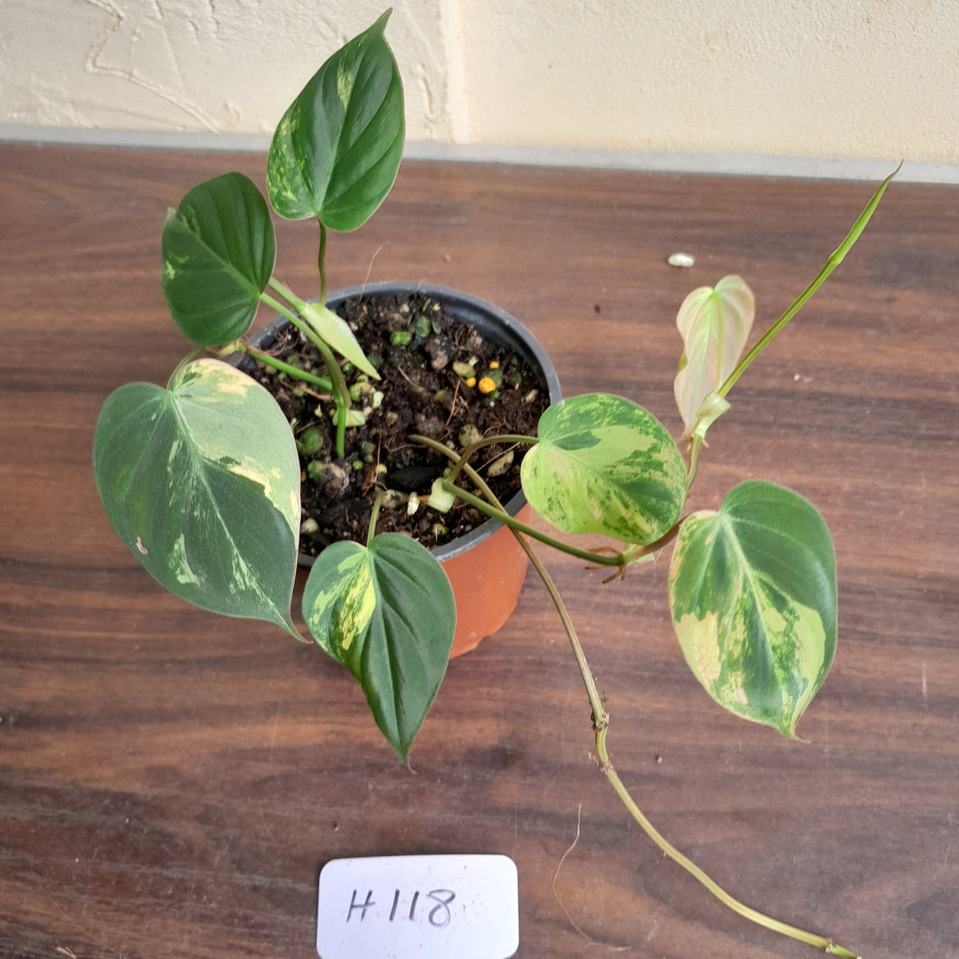 #H118 Variegated Philodendron Micans