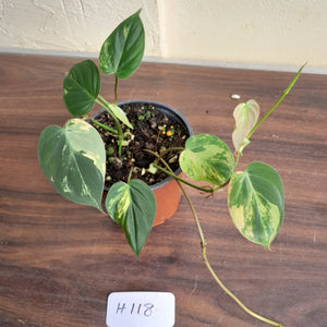 #H118 Variegated Philodendron Micans