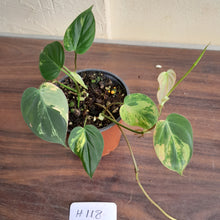 Load image into Gallery viewer, #H118 Variegated Philodendron Micans