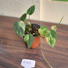 Load image into Gallery viewer, #H118 Variegated Philodendron Micans