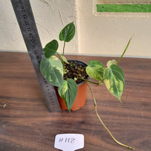 Load image into Gallery viewer, #H118 Variegated Philodendron Micans