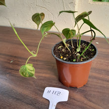 Load image into Gallery viewer, #H118 Variegated Philodendron Micans