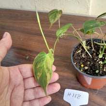 Load image into Gallery viewer, #H118 Variegated Philodendron Micans