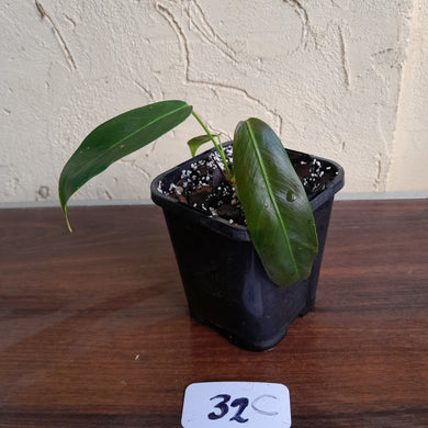 #32C Philodendron Patriciae