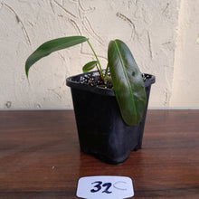 Load image into Gallery viewer, #32C Philodendron Patriciae
