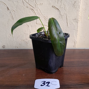 #32C Philodendron Patriciae