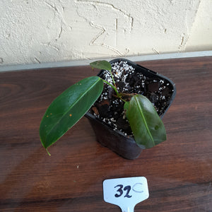 #32C Philodendron Patriciae