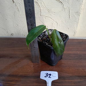 #32C Philodendron Patriciae