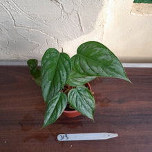 Load image into Gallery viewer, #J13 Philodendron Sodiroi