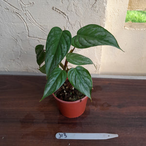 #J13 Philodendron Sodiroi