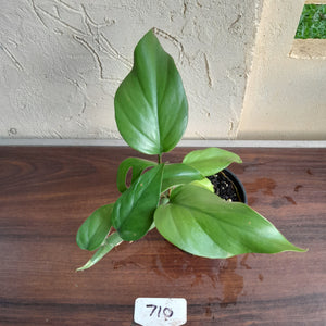 #710 Rhaphidophora Pertusa