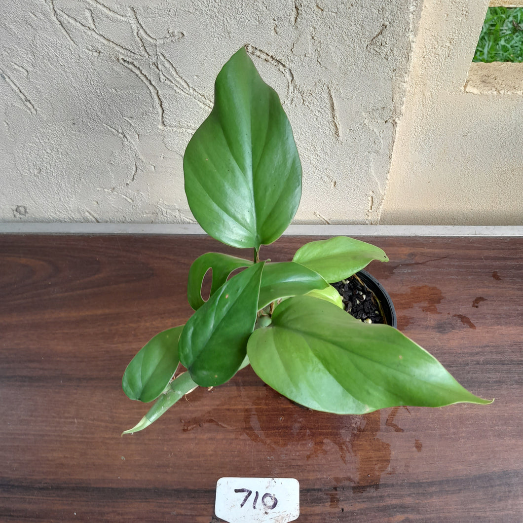 #710 Rhaphidophora Pertusa