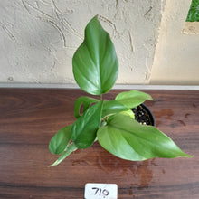 Load image into Gallery viewer, #710 Rhaphidophora Pertusa
