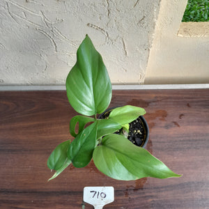 #710 Rhaphidophora Pertusa
