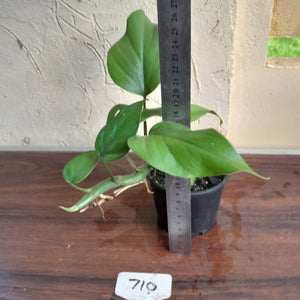 #710 Rhaphidophora Pertusa