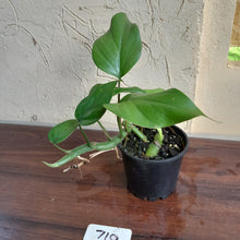 Load image into Gallery viewer, #710 Rhaphidophora Pertusa